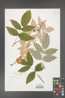 Rubus idaeus [KOR 30548]