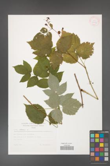 Rubus idaeus [KOR 30553]