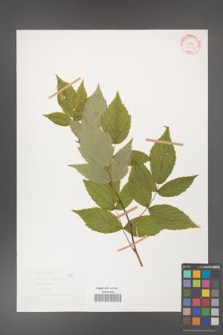 Rubus idaeus [KOR 30796]