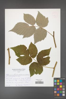 Rubus idaeus [KOR 52572]