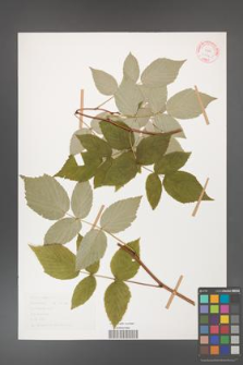 Rubus idaeus [KOR 30794]