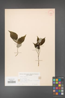 Rubus idaeus [KOR 29903]
