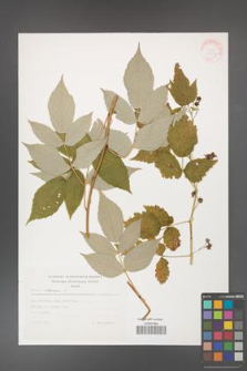 Rubus idaeus [KOR 30547]