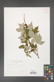 Rubus idaeus [KOR 30552]