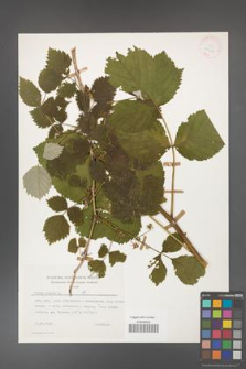 Rubus idaeus [KOR 25418]