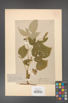 Rubus idaeus [KOR 10835]