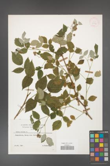 Rubus idaeus [KOR 30804]