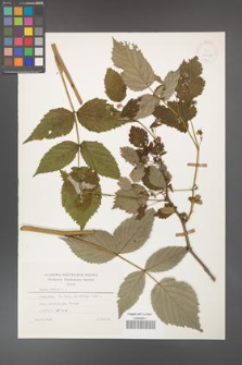 Rubus idaeus [KOR 25409]