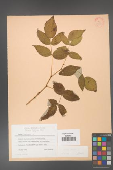 Rubus idaeus [KOR 24355]