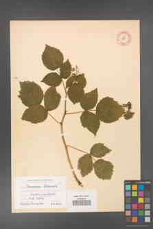 Rubus idaeus [KOR 10828]