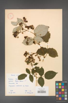 Rubus idaeus [KOR 10824]