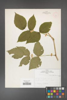 Rubus idaeus [KOR 52088]