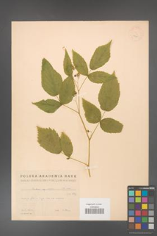 Rubus idaeus [KOR 18675]