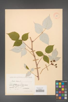 Rubus idaeus [KOR 10825]