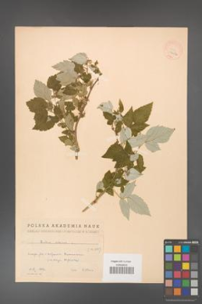 Rubus idaeus [KOR 18488a]