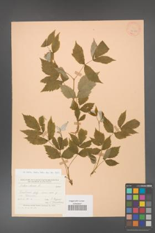 Rubus idaeus [KOR 24522]