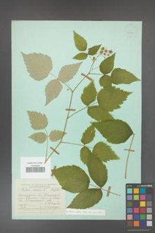 Rubus idaeus [KOR 23815]