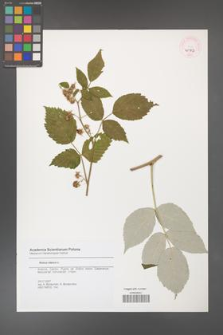Rubus idaeus [KOR 45752]