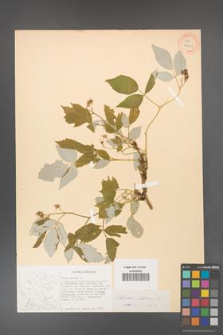 Rubus idaeus [KOR 27062]