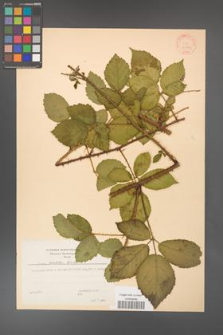 Rubus koehleri [KOR 30790]
