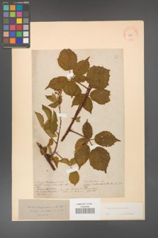 Rubus koehleri [KOR 10840]