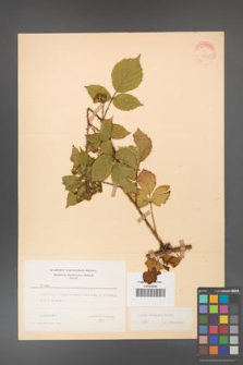 Rubus koehleri [KOR 22515]