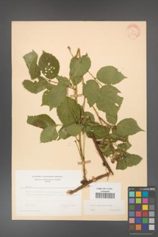 Rubus koehleri [KOR 22517]