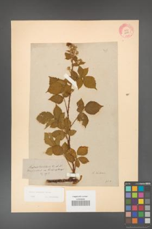 Rubus koehleri [KOR 10838]
