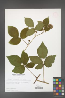 Rubus josholubii [KOR 51660]