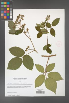 Rubus josholubii [KOR 51639]