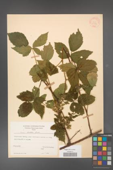 Rubus koehleri [KOR 30789]