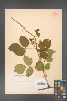 Rubus koehleri [KOR 22531]