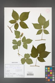Rubus zielińskii [KOR 54005]