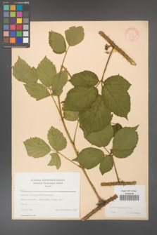 Rubus koehleri [KOR 22507]