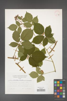 Rubus koehleri [KOR 24783b]