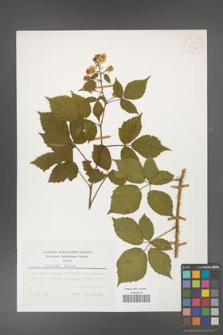 Rubus koehleri [KOR 25426]