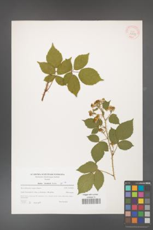 Rubus koehlerii [koehleri] [KOR 39785]