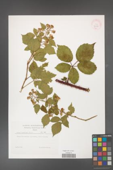 Rubus koehleri [KOR 32290]