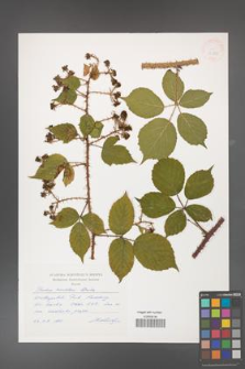 Rubus koehleri [KOR 32800]