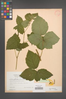 Rubus kuleszae [KOR 30497a]