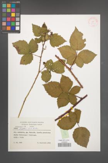Rubus kuleszae [KOR 37922]