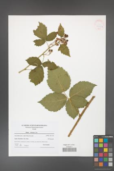 Rubus kuleszae [KOR 41616a]
