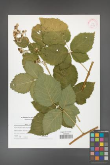 Rubus kuleszae [KOR 42179]