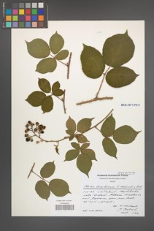 Rubus limitaneus [KOR 49994]