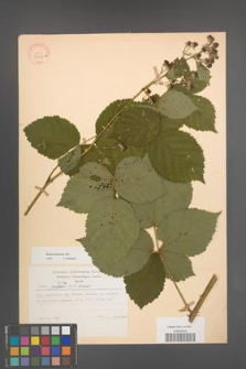 Rubus kuleszae [KOR 30492a]