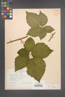 Rubus kuleszae [KOR 30487]