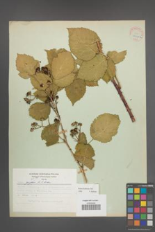 Rubus kuleszae [KOR 30500]