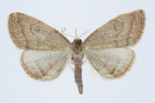 Herminia tarsicrinalis