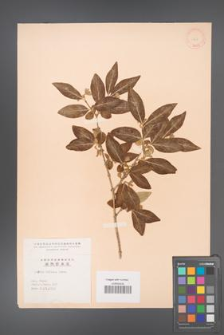 Abelia biflora [KOR 11229]