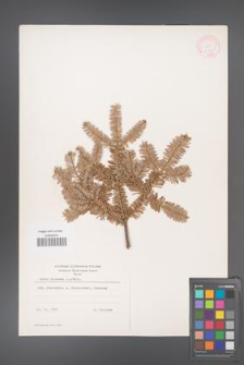 Abies balsamea [KOR 11223]